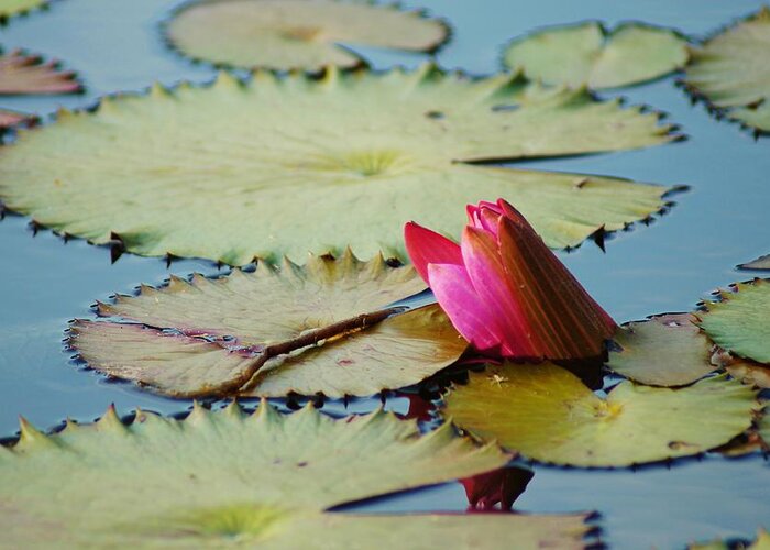 Lily Pad Greeting Card featuring the photograph Lily Pads and Flower by Lynda Dawson-Youngclaus