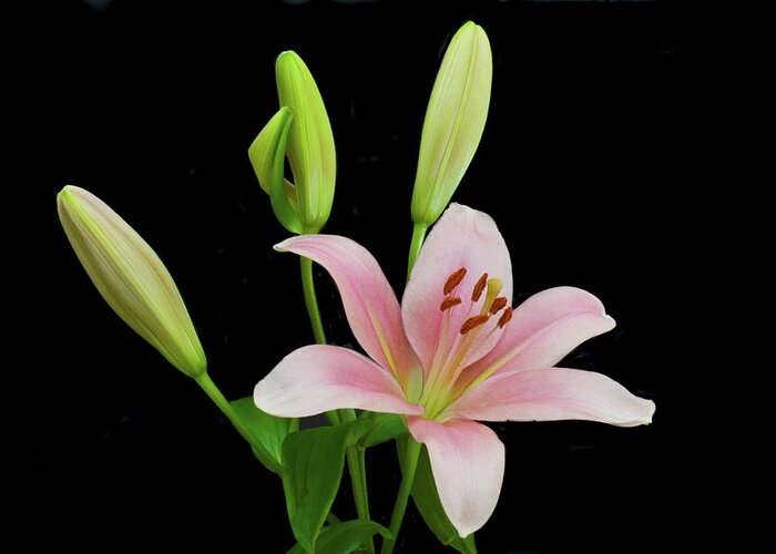 Floral Portraits Greeting Card featuring the photograph Lily The Pink by Terence Davis
