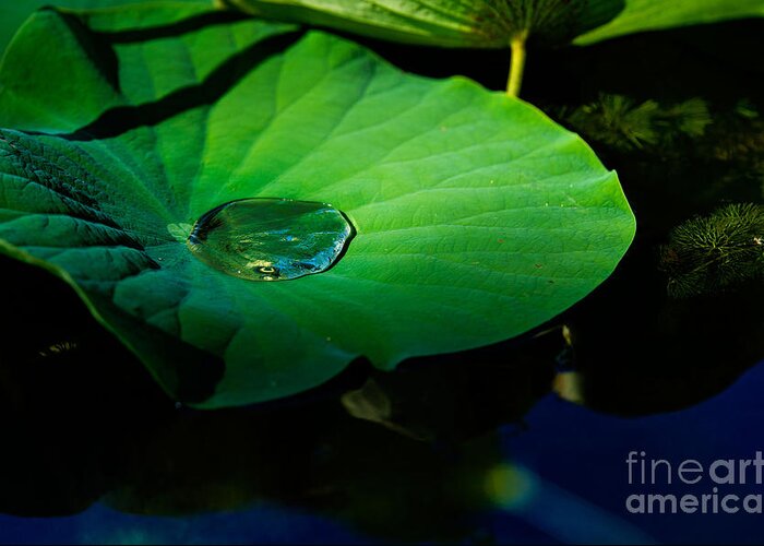 Landscape Greeting Card featuring the photograph Lily Water by Metaphor Photo