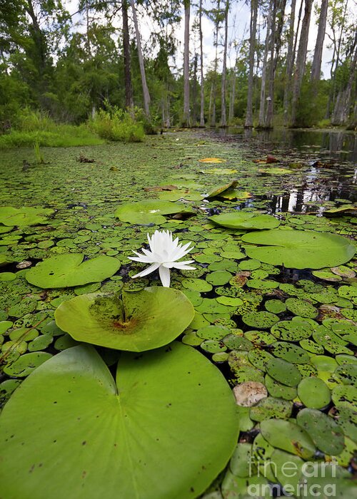 Lilypads Greeting Card featuring the photograph Lilypads and Flower in the Cypress Swamp by Dustin K Ryan