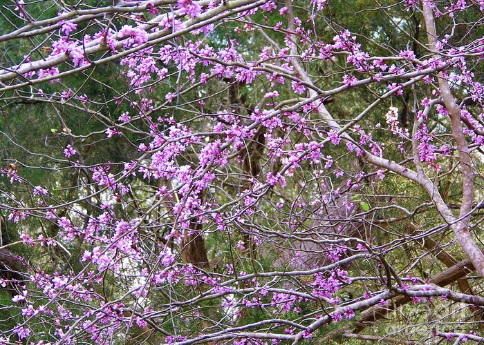Red Bud Greeting Card featuring the photograph Limbs Full Of Redbuds by D Hackett