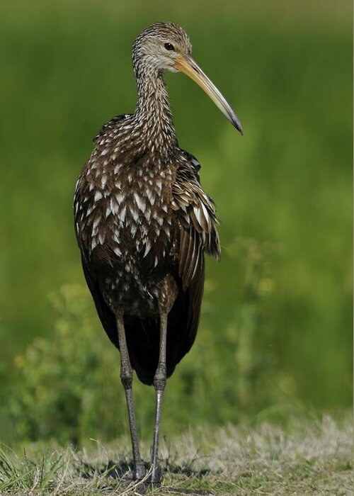 Limpkin Greeting Card featuring the photograph Limpkin by Bradford Martin
