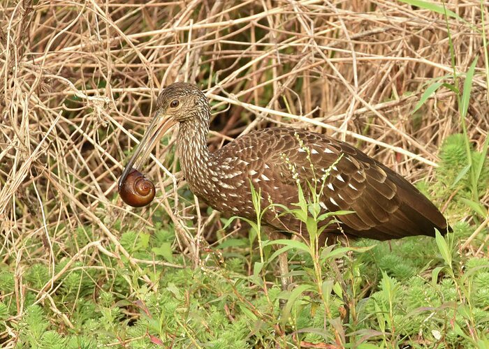 Limpkin Greeting Card featuring the photograph Limpkin Eating an Apple Snail by Artful Imagery