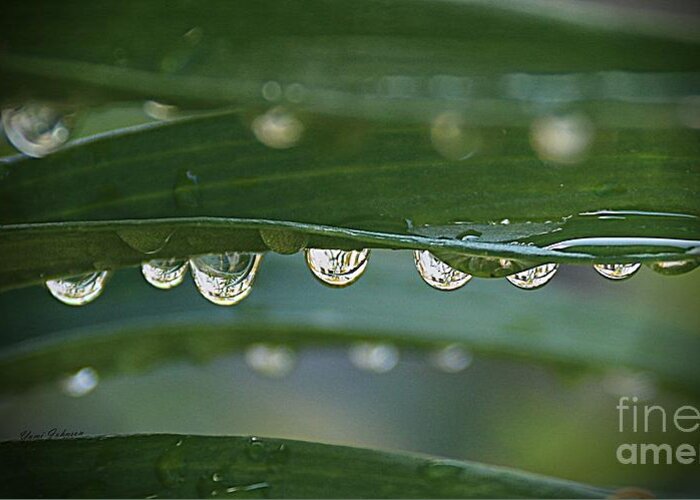 Droplets Greeting Card featuring the photograph Line up by Yumi Johnson