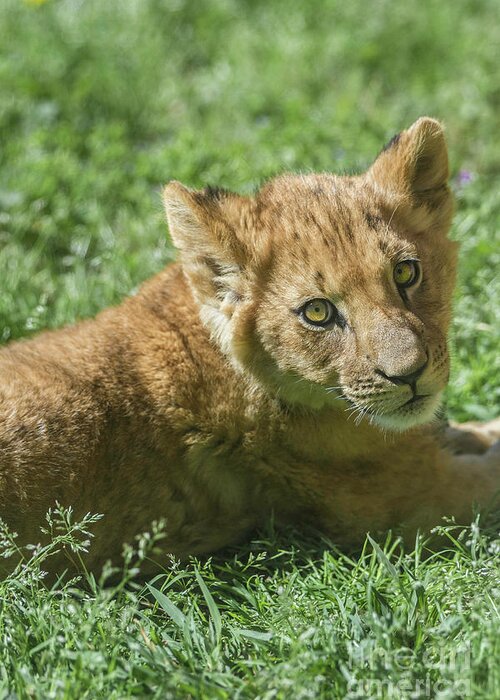 Animals Greeting Card featuring the photograph Lion Cub by Karen Jorstad