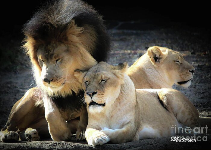 Lions Greeting Card featuring the photograph Lion Pride Memphis Zoo by Veronica Batterson