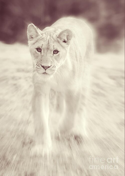 Lion Greeting Card featuring the photograph Lion Spirit Animal by Chris Scroggins