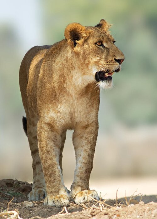 Lioness Greeting Card featuring the photograph Lioness by Yuri Peress
