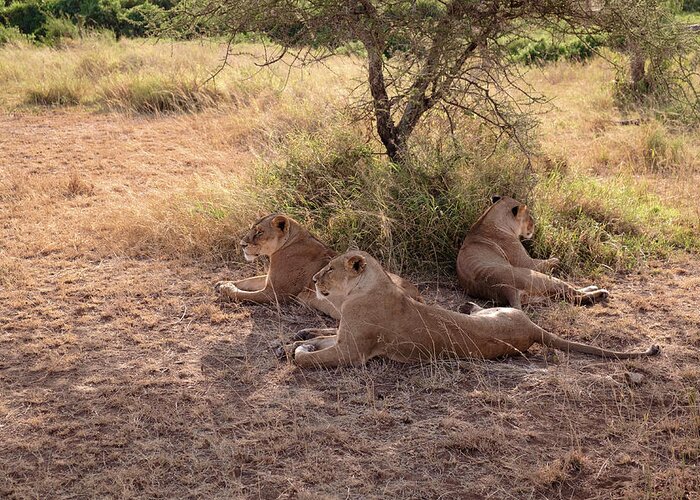 National Park Greeting Card featuring the photograph Lionesses Three by Mary Lee Dereske