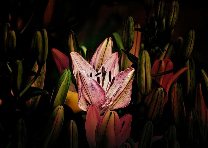 Plant Greeting Card featuring the photograph Lit Lily by Gary Smith