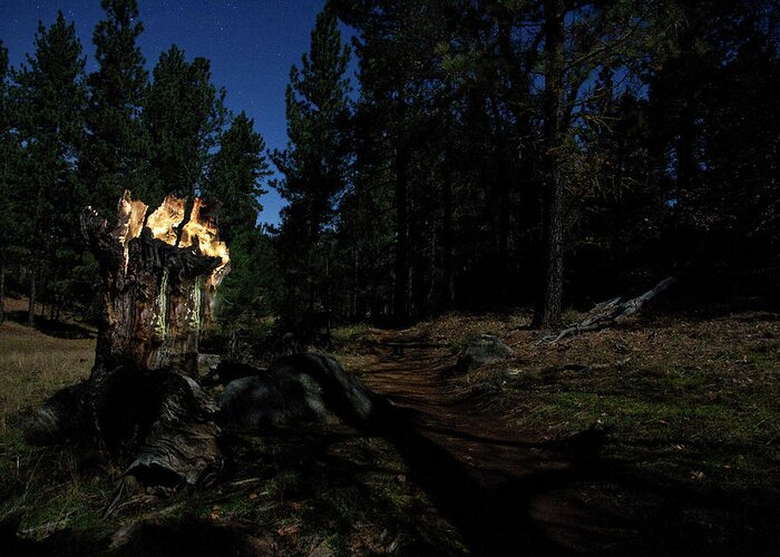 Landscape Greeting Card featuring the photograph Lit Log Along the Trail by Scott Cunningham