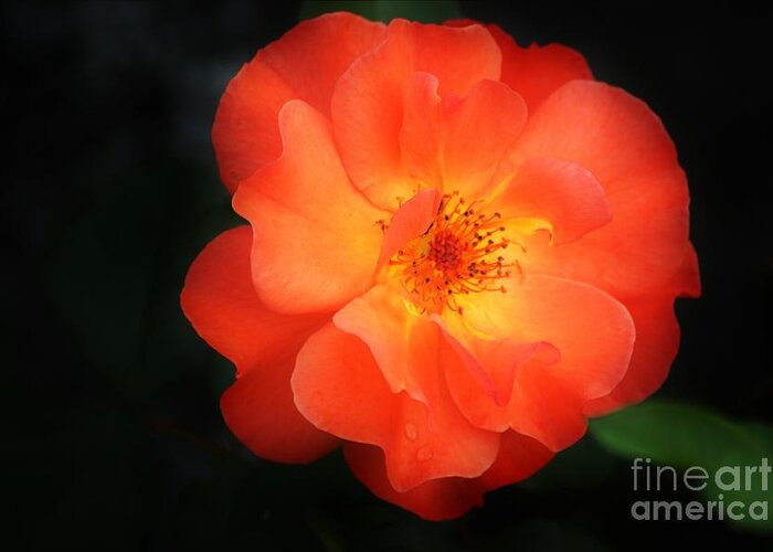 Flower Greeting Card featuring the photograph Lite up by Merle Grenz