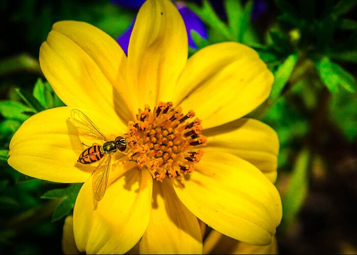 Macro Closeup Bee Flower Yellow Garden Bruce Pritchett Photography Greeting Card featuring the photograph Little bee by Bruce Pritchett