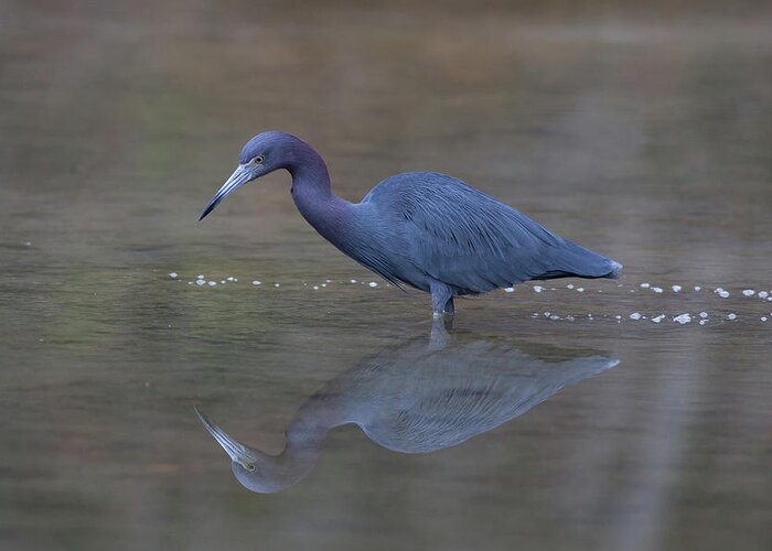 Heron Greeting Card featuring the photograph Little Blue Bubbles by Paul Rebmann