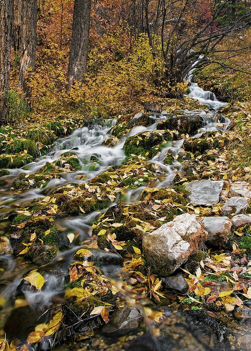 Water Greeting Card featuring the photograph Little Creek by Scott Read