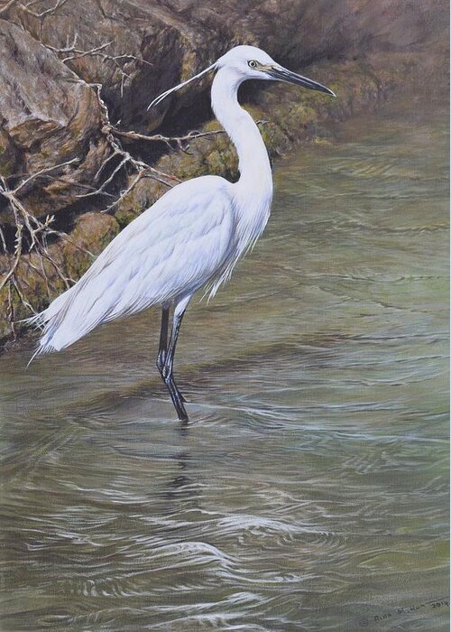 Wildlife Paintings Greeting Card featuring the painting Little Egret by Alan M Hunt