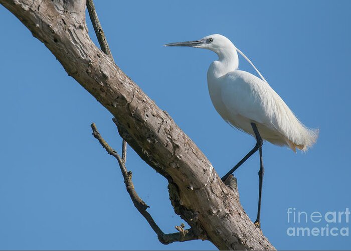 Animal Greeting Card featuring the photograph Little egret #1 by Jivko Nakev