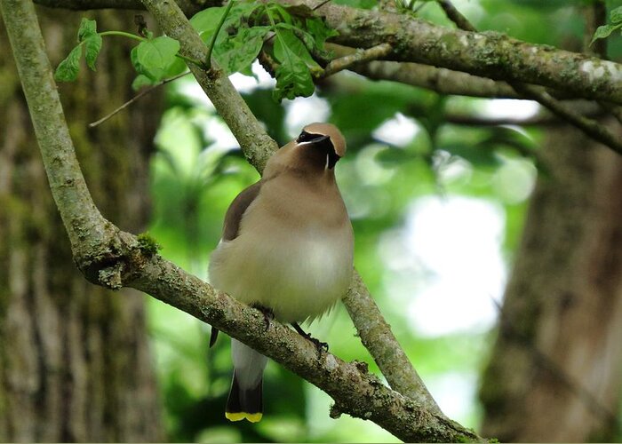 Cedar Waxwing Greeting Card featuring the photograph Little Flirt by I'ina Van Lawick