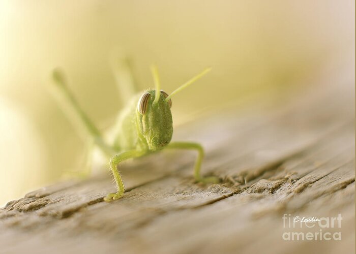 Lucky Grasshopper Greeting Card featuring the photograph Little Grasshopper by Claudia Ellis