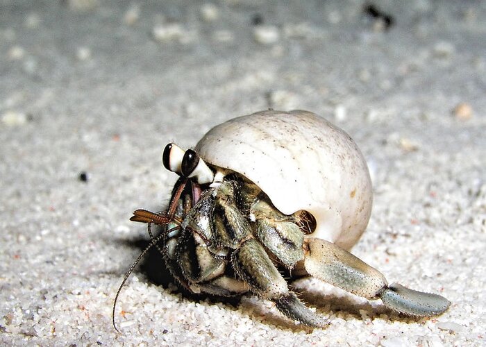 Animals Greeting Card featuring the photograph Little hermit crab by Joerg Lingnau