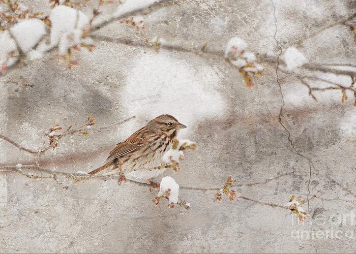 Texture Greeting Card featuring the photograph Little House Sparrow by Lila Fisher-Wenzel