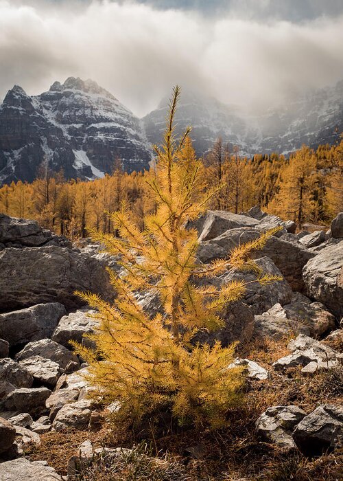 Larch Greeting Card featuring the photograph Little One by Emily Dickey