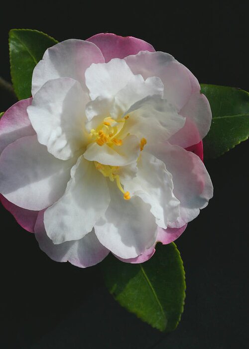 Little Pearl Camellia Greeting Card featuring the photograph Little Pearl Camellia by Tammy Pool