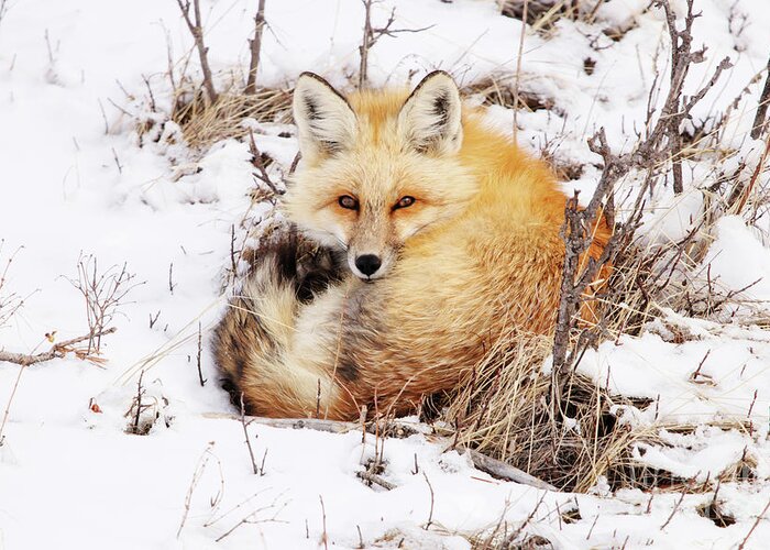 Fox Greeting Card featuring the photograph Little Red Fox by Alyce Taylor