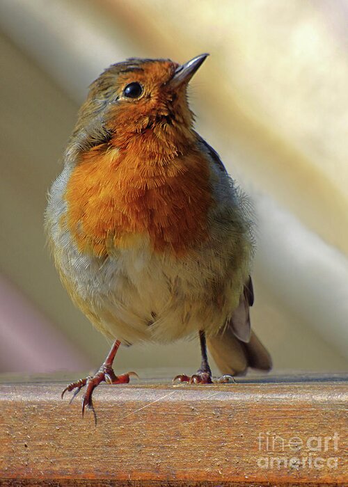 Robin Redbreast Greeting Card featuring the photograph Little Robin Redbreast by Lynn Bolt