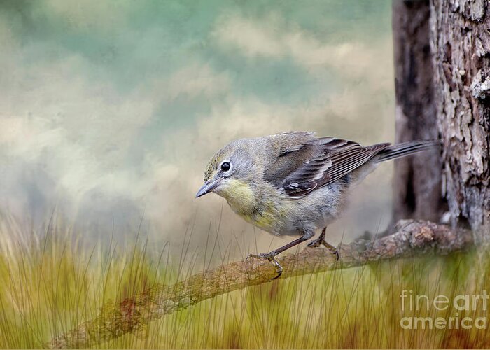 Warbler Greeting Card featuring the photograph Little Warbler in Louisiana Winter by Bonnie Barry