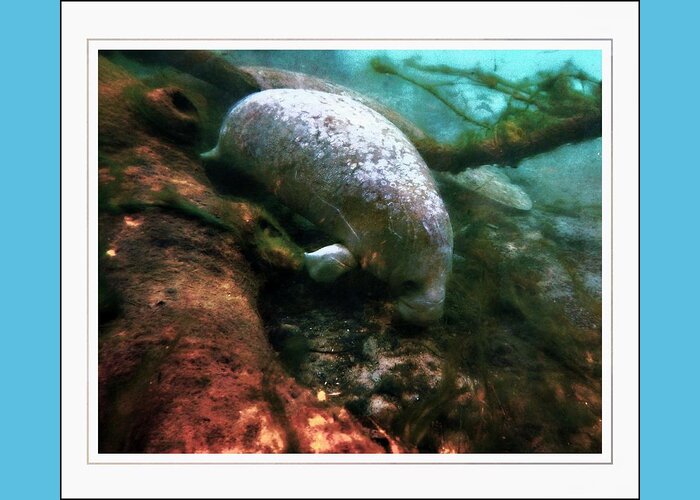 Manatee Family 1 Greeting Card featuring the photograph Little White Manatee by Sheri McLeroy