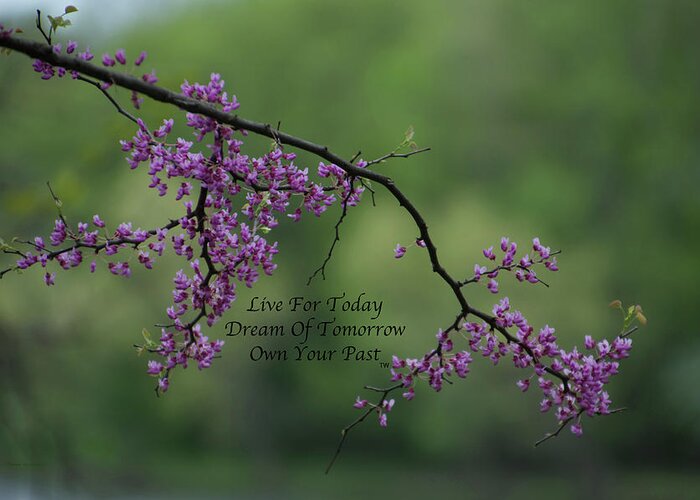 Floral Spring Time Buds Greeting Card featuring the photograph Live Dream Own Floral Spring Time Buds In Purple Text by Thomas Woolworth