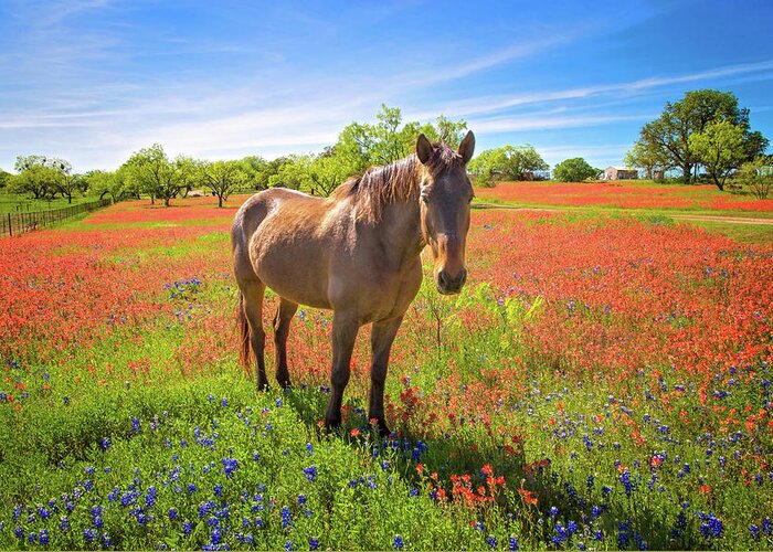 Texas Hill Country Greeting Card featuring the photograph Living in the Land of Oz by Lynn Bauer