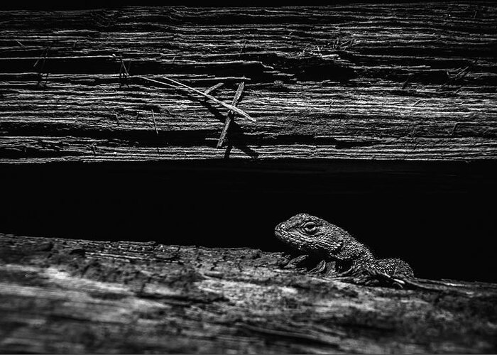 Lizard Greeting Card featuring the photograph Lizard in Woodpile by Rick Mosher