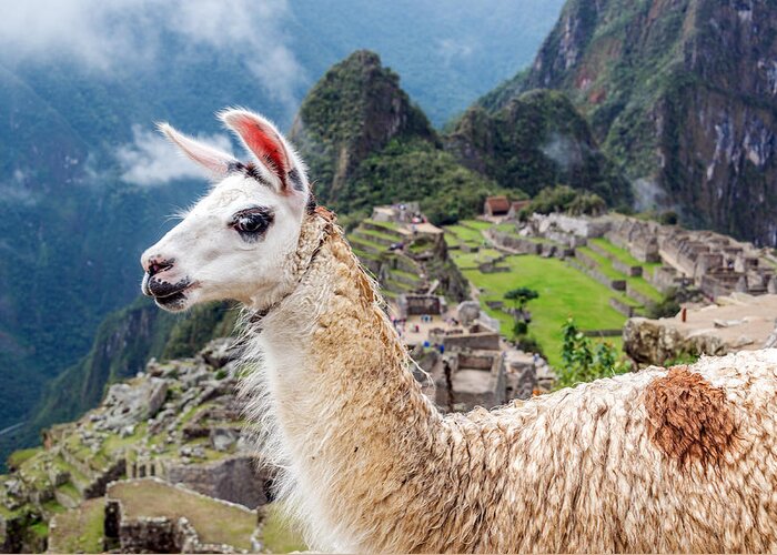 Machu Picchu Greeting Card featuring the photograph Llama at Machu Picchu by Jess Kraft