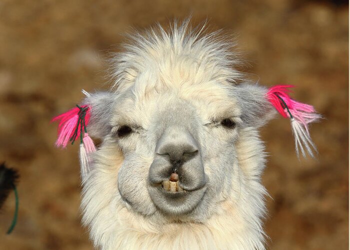 Llama Greeting Card featuring the photograph Llama Happiness by James Brunker