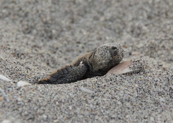 Turtle Greeting Card featuring the photograph Baby Loggerhead Hatchling by John Black