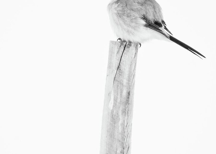 Colorado Greeting Card featuring the photograph Loggerhead Shrike In Snow by John De Bord