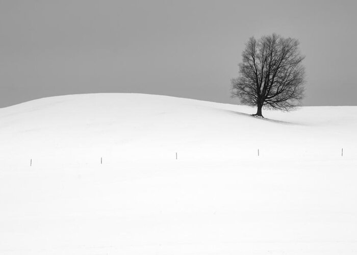 Winter Greeting Card featuring the photograph Lone Barren Tree in Winter by Randall Nyhof
