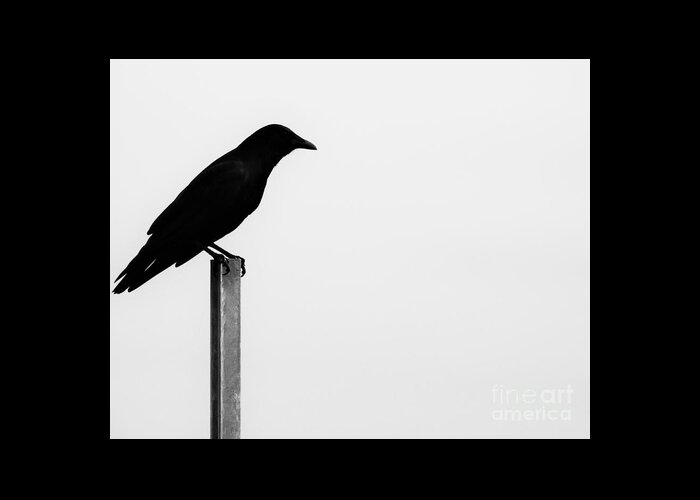Bird Greeting Card featuring the photograph Lone Bird by Jan Gelders