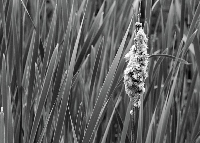 Nature Greeting Card featuring the photograph Lone Cattail by Lisa Blake