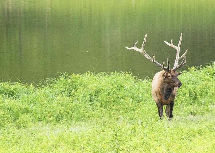 Elk Greeting Card featuring the photograph Lone Elk by Holly Ross