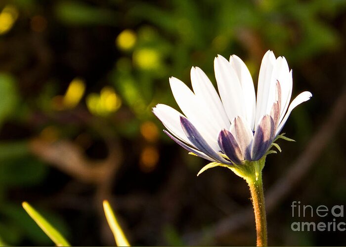 Close Up Photo Greeting Card featuring the photograph Lone Flower by Kelly Holm