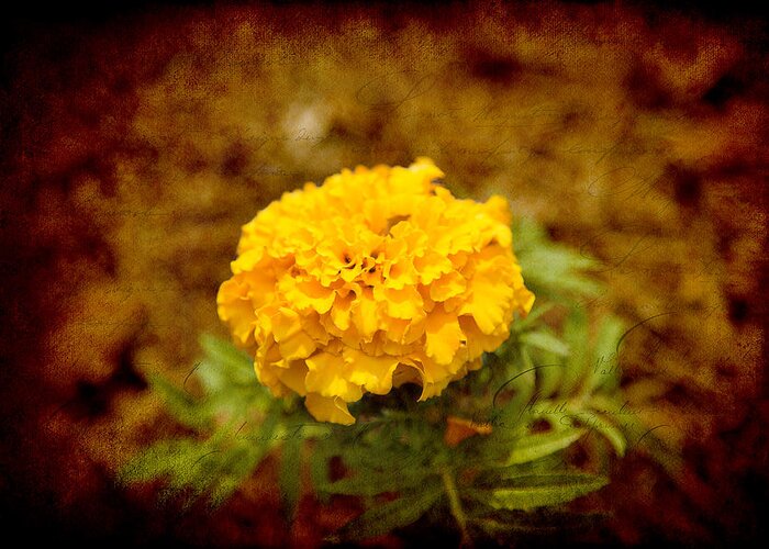 Marigold Greeting Card featuring the photograph Lone Flower by Milena Ilieva