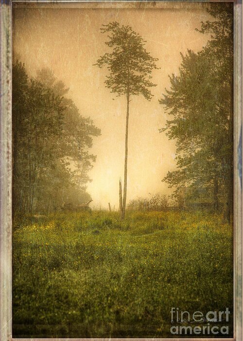 Our Town Greeting Card featuring the photograph Lone Fog Tree in the Meadow by Craig J Satterlee