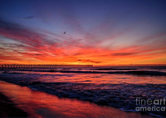 Topsail Island Greeting Card featuring the photograph Lone Gull by DJA Images