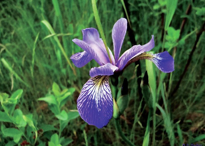 Flower Greeting Card featuring the photograph Lone Iris by Celtic Artist Angela Dawn MacKay