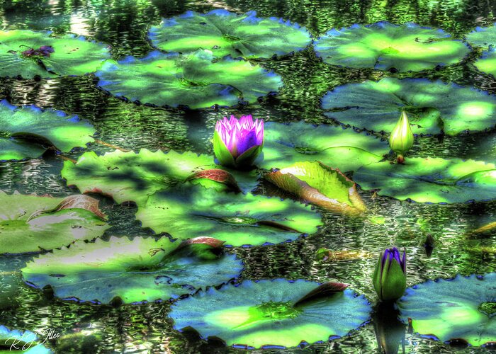Water Lily Greeting Card featuring the digital art Lone Lily by Kathleen Illes