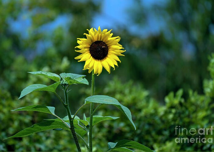 Sunflower Greeting Card featuring the photograph Lone Sunflower by Sam Rino