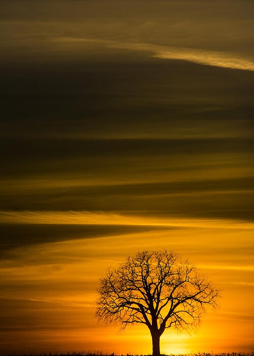 Lone Tree Greeting Card featuring the photograph Lone Tree - 7064 by Steve Somerville